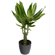 Dracaena Massangeana + Cache pot Anthracite /